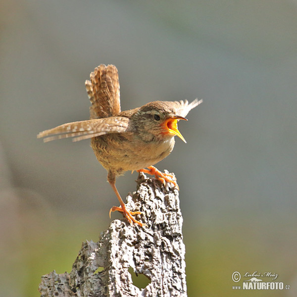 Wren (Troglodytes troglodytes)