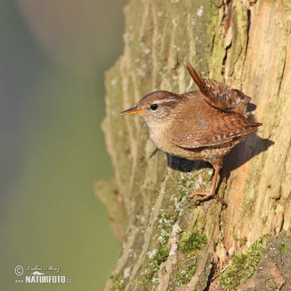 Wren (Troglodytes troglodytes)