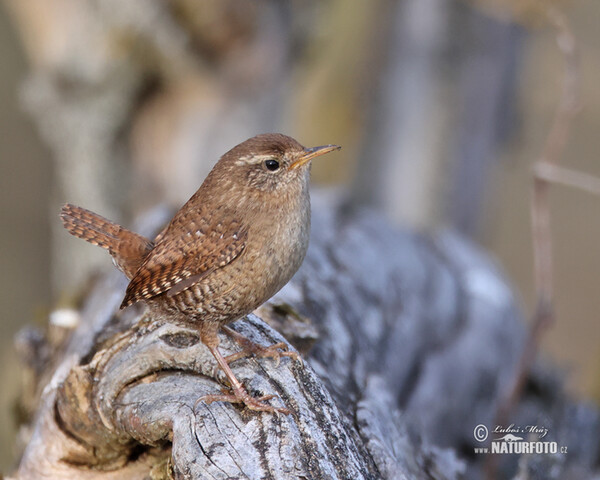 Wren (Troglodytes troglodytes)