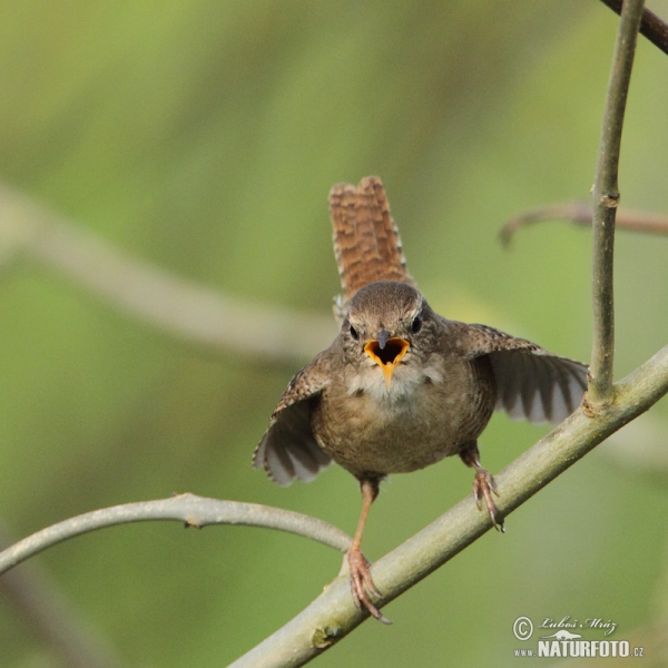 Wren (Troglodytes troglodytes)