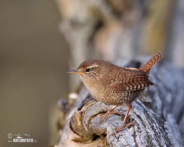 Wren (Troglodytes troglodytes)