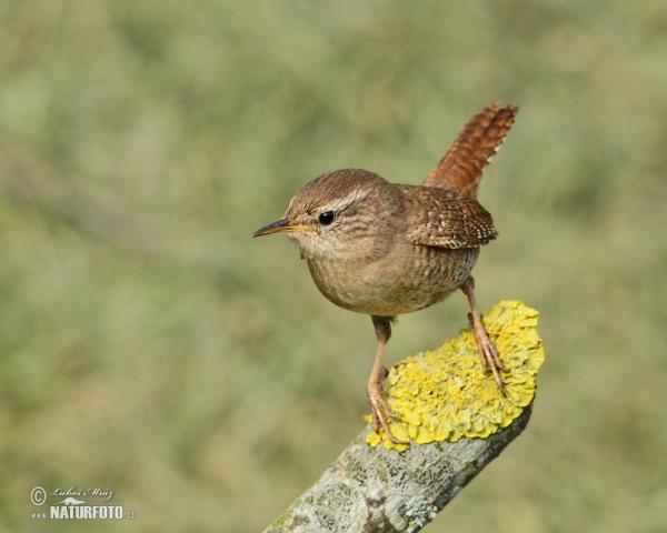 Wren (Troglodytes troglodytes)