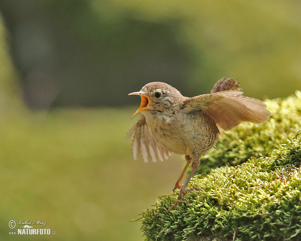 Wren (Troglodytes troglodytes)