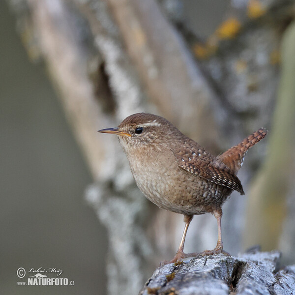 Wren (Troglodytes troglodytes)