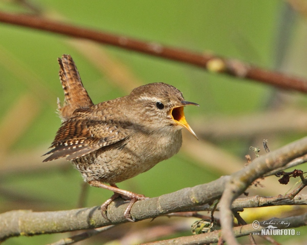 Wren (Troglodytes troglodytes)