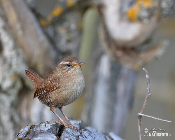 Wren (Troglodytes troglodytes)