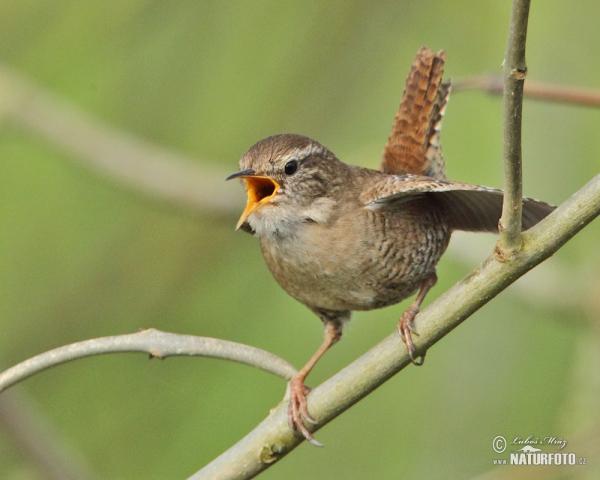 Wren (Troglodytes troglodytes)