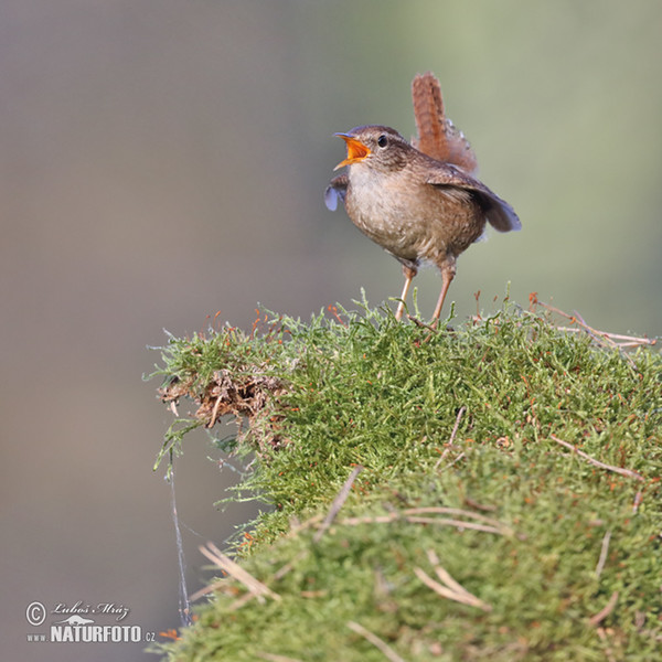 Wren (Troglodytes troglodytes)