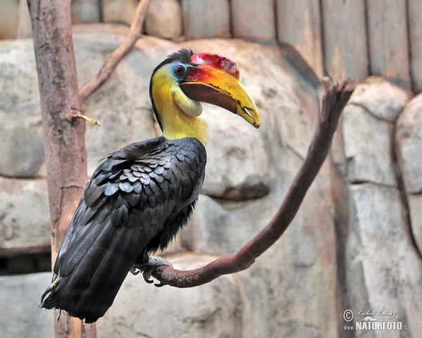 Wrinkled Hornbill (Rhabdotorrhinus corrugatus)