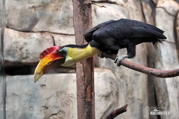 Wrinkled Hornbill (Rhabdotorrhinus corrugatus)