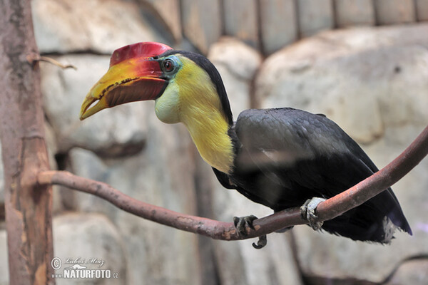 Wrinkled Hornbill (Rhabdotorrhinus corrugatus)