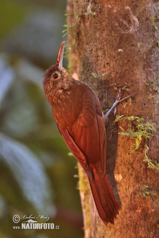 Xiphorhynchus erythropygius