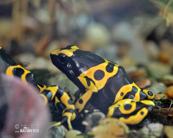 Yellow-banded Poison dart Frog (Dendrobates leucomelas)