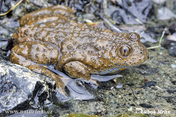 Yellow-bellied toad