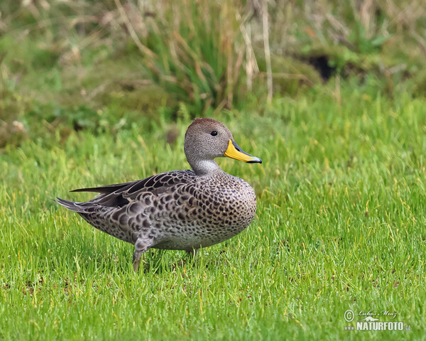 Yellow-billed Pintail (Anas georgica)