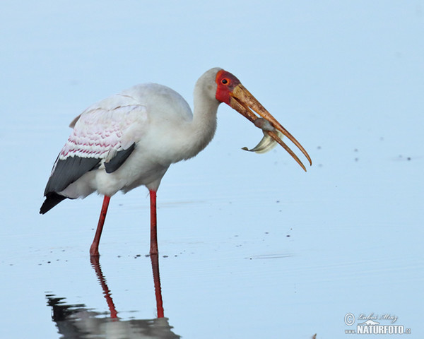 Yellow-Billed Stork (Mycteria ibis)