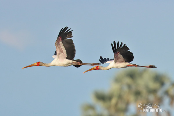 Yellow-Billed Stork (Mycteria ibis)