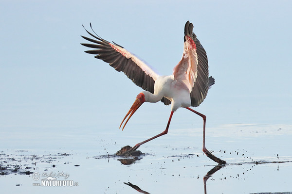 Yellow-Billed Stork (Mycteria ibis)