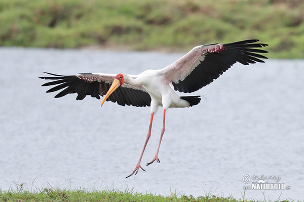 Yellow-Billed Stork (Mycteria ibis)