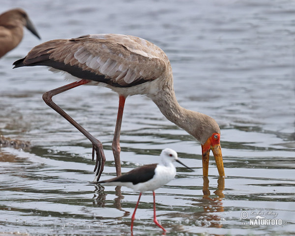 Yellow-Billed Stork (Mycteria ibis)