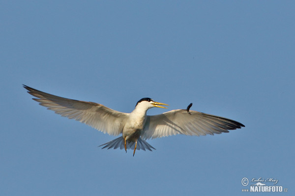 Yellow-billed Tern (Sternula superciliaris)