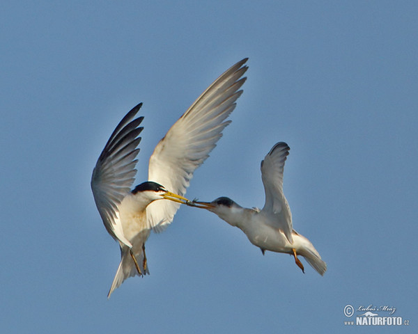 Yellow-billed Tern (Sternula superciliaris)
