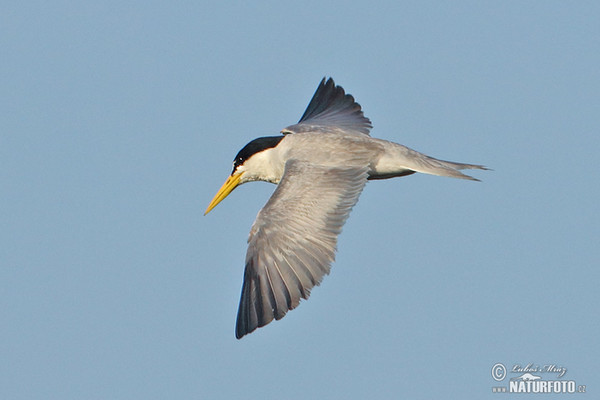 Yellow-billed Tern (Sternula superciliaris)