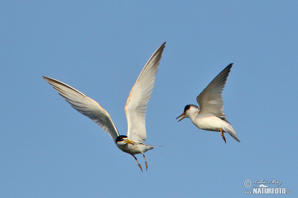 Yellow-billed Tern (Sternula superciliaris)