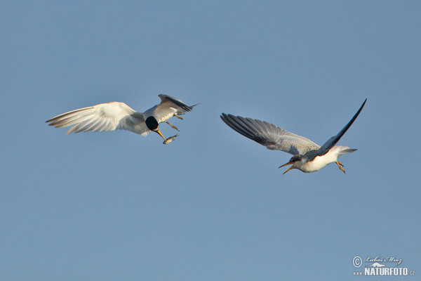 Yellow-billed Tern (Sternula superciliaris)