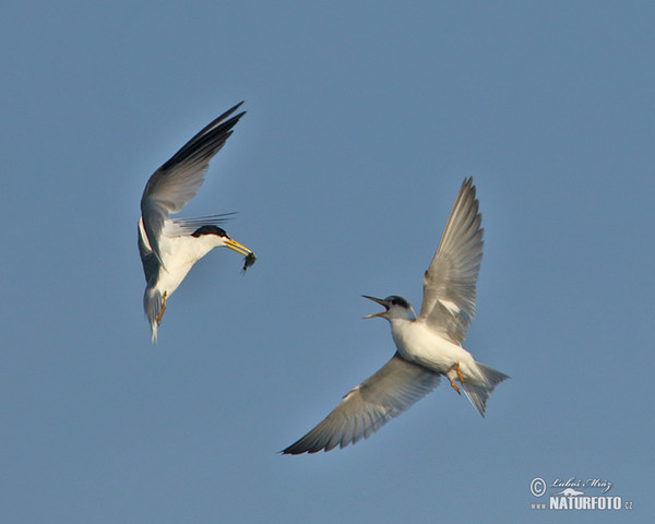 Yellow-billed Tern (Sternula superciliaris)