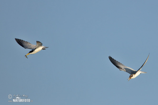 Yellow-billed Tern (Sternula superciliaris)