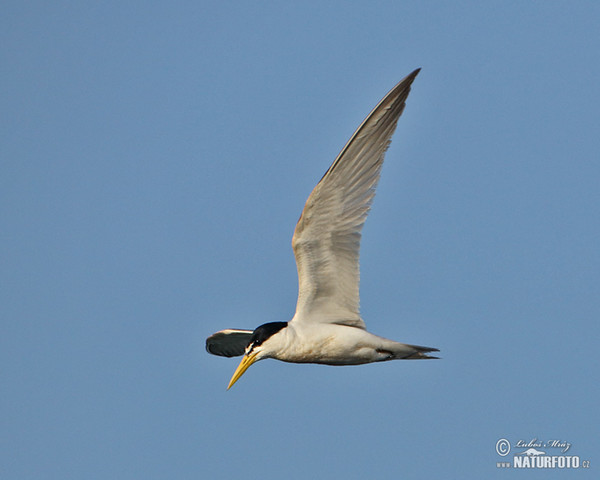 Yellow-billed Tern (Sternula superciliaris)