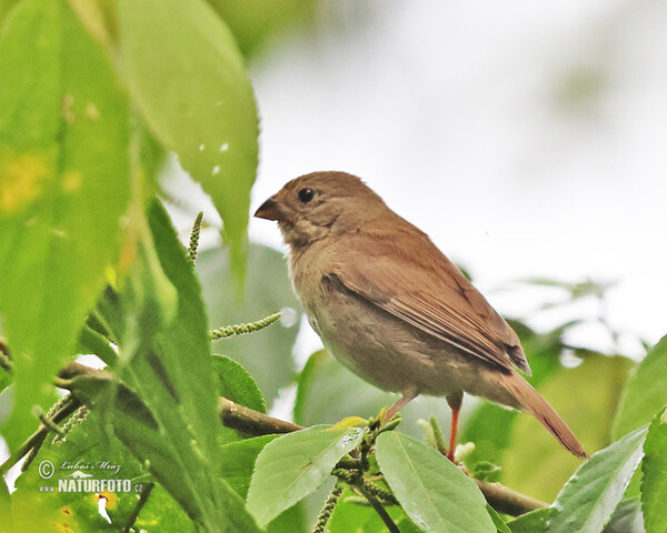 Yellow-billied Seedeater (Sporophila nigricollis)