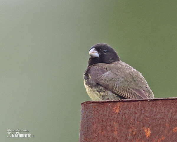 Yellow-billied Seedeater (Sporophila nigricollis)