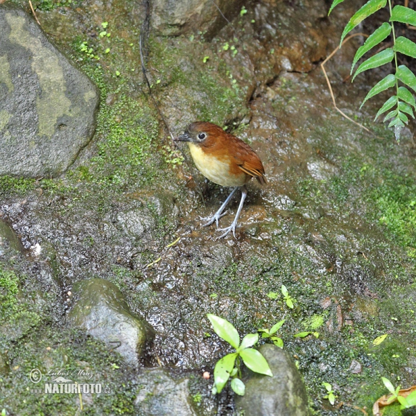 Yellow-breasted Antpitta (Grallaria flavotincta)