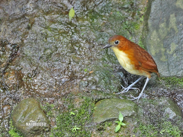 Yellow-breasted Antpitta (Grallaria flavotincta)