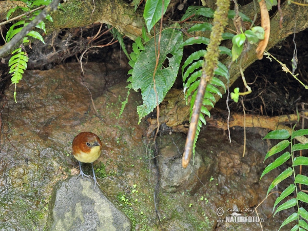 Yellow-breasted Antpitta (Grallaria flavotincta)