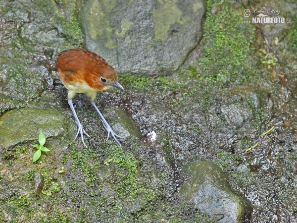 Yellow-breasted Antpitta (Grallaria flavotincta)