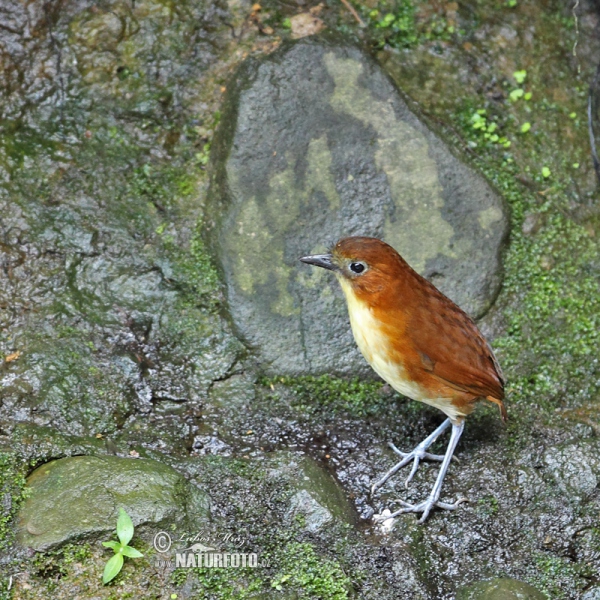 Yellow-breasted Antpitta (Grallaria flavotincta)