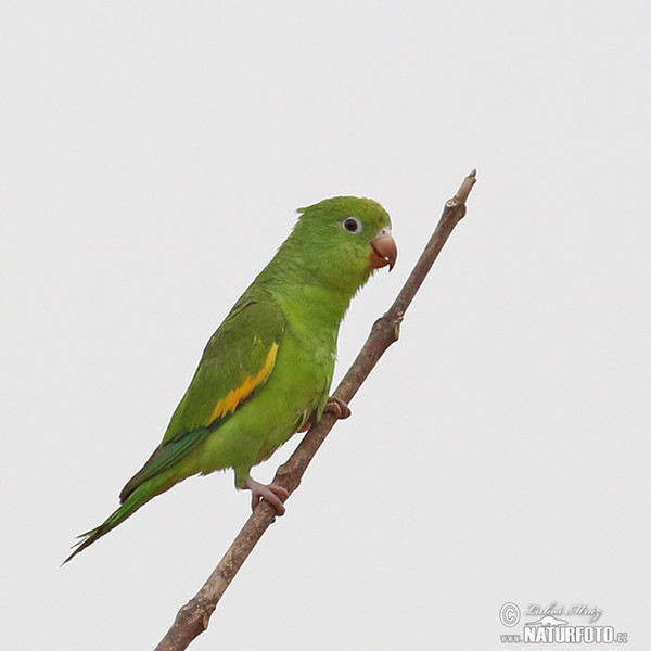 Yellow-chevroned Parakeet (Brotogeris chiriri)