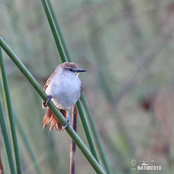 Yellow-chinned Spinetail (Certhiaxis cinnamomeus)