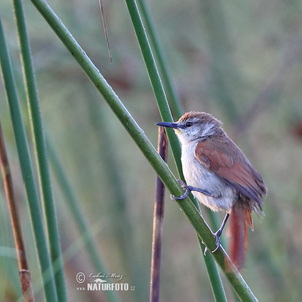 Yellow-chinned Spinetail (Certhiaxis cinnamomeus)