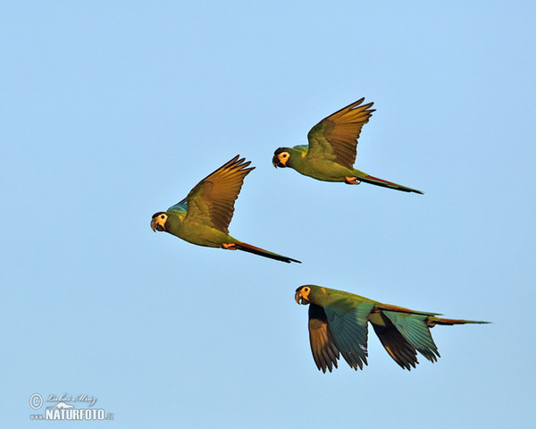 Yellow-collared Macaw (Primolius auricollis)