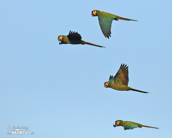 Yellow-collared Macaw (Primolius auricollis)