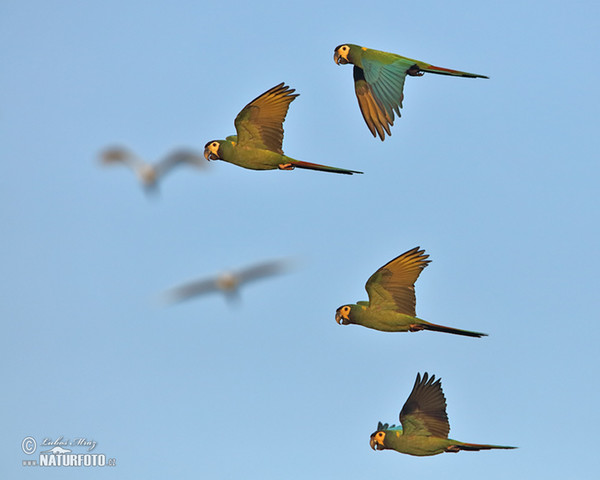 Yellow-collared Macaw (Primolius auricollis)