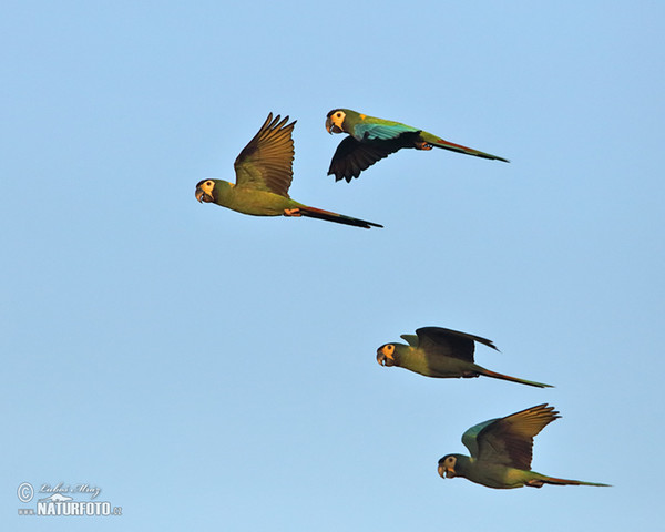 Yellow-collared Macaw (Primolius auricollis)