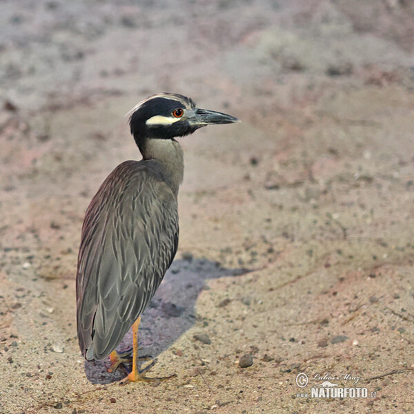 Yellow-crowned Night Heron (Nyctanassa violacea)