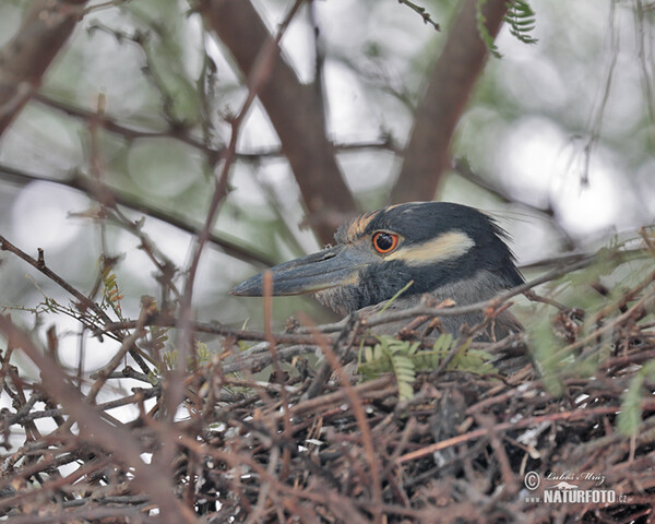 Yellow-crowned Night Heron (Nyctanassa violacea)