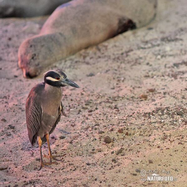 Yellow-crowned Night Heron (Nyctanassa violacea)