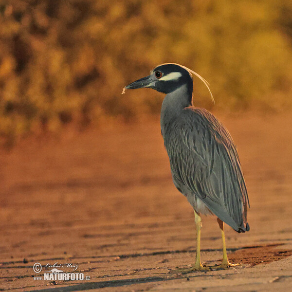 Yellow-crowned Night Heron (Nyctanassa violacea)